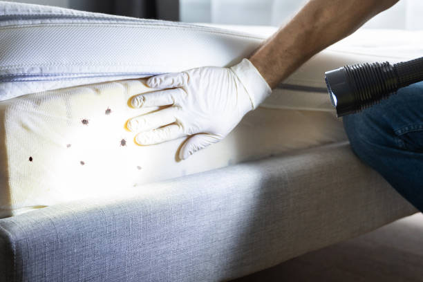Best Affordable Pest Control Services  in Gardnertown, NY