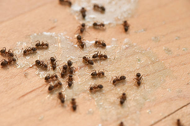 Pest Prevention Services in Gardnertown, NY